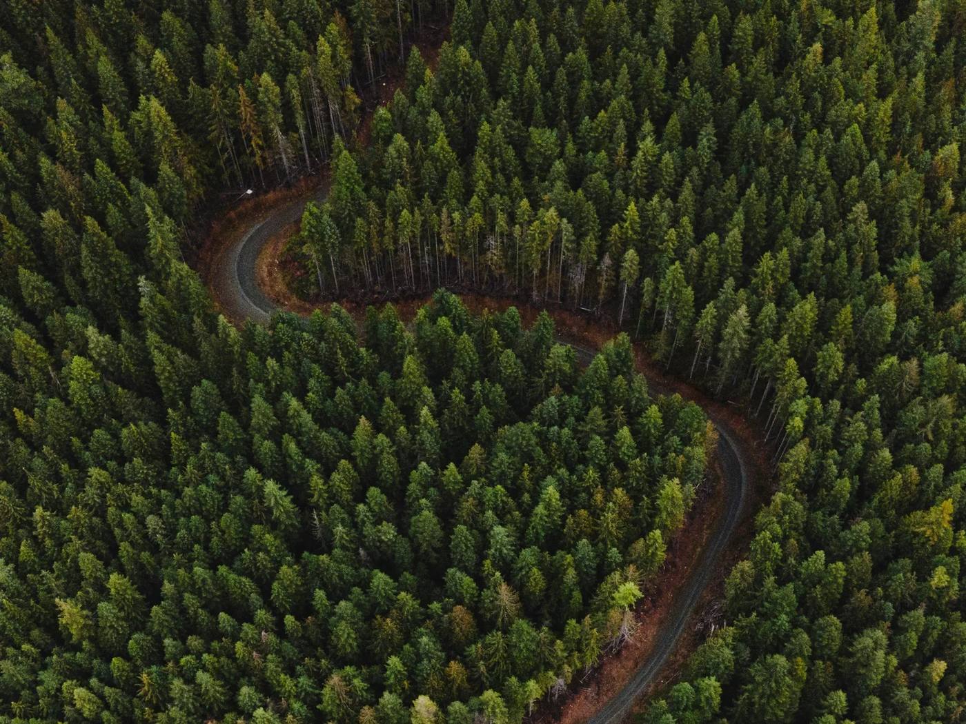 A road winding through dense forest, seen from above