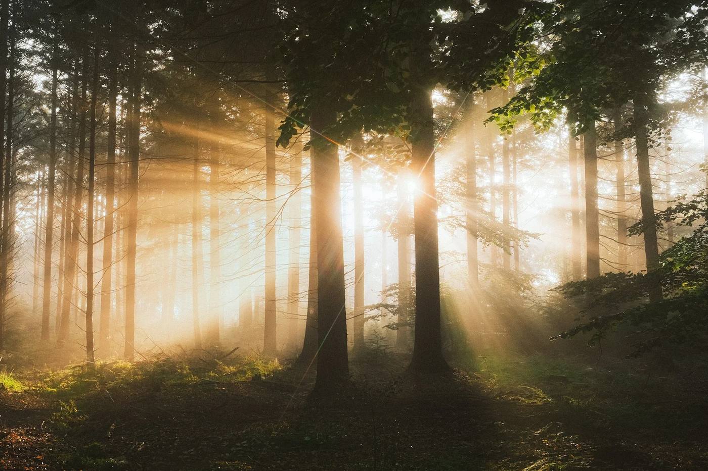 Sunbeams through tall forest trees